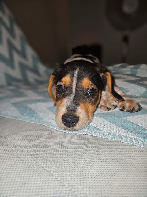 Asko, l'adorable b&eacute;b&eacute; 300 28000 Chartres