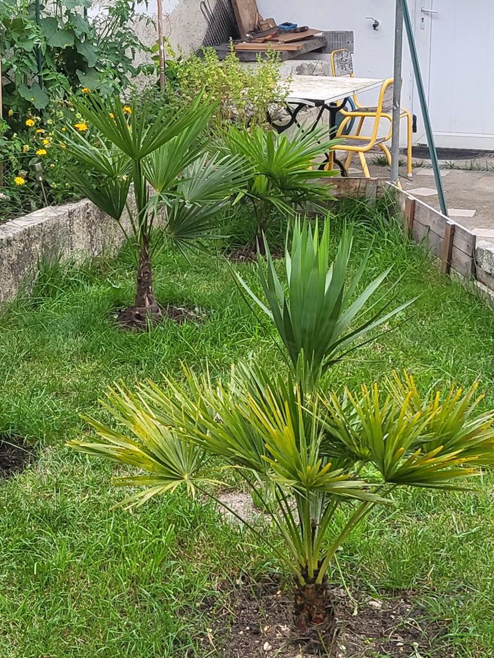   Placer votre tortue de jardin en scurit 77,75  