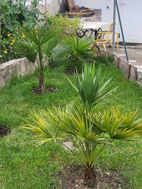 Placer votre tortue de jardin en sécurité 77,75 0 77500 Chelles