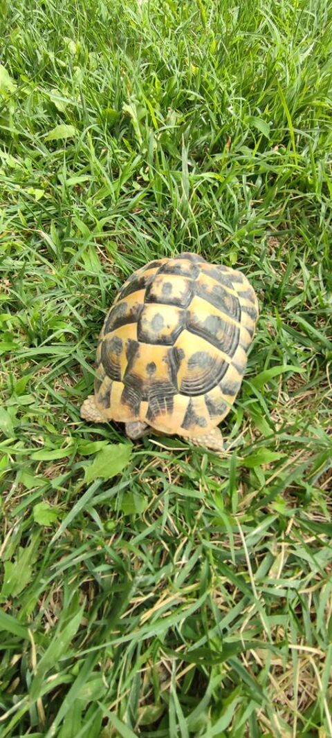 TORTUE MALE 7 ANS 100 84170 Monteux