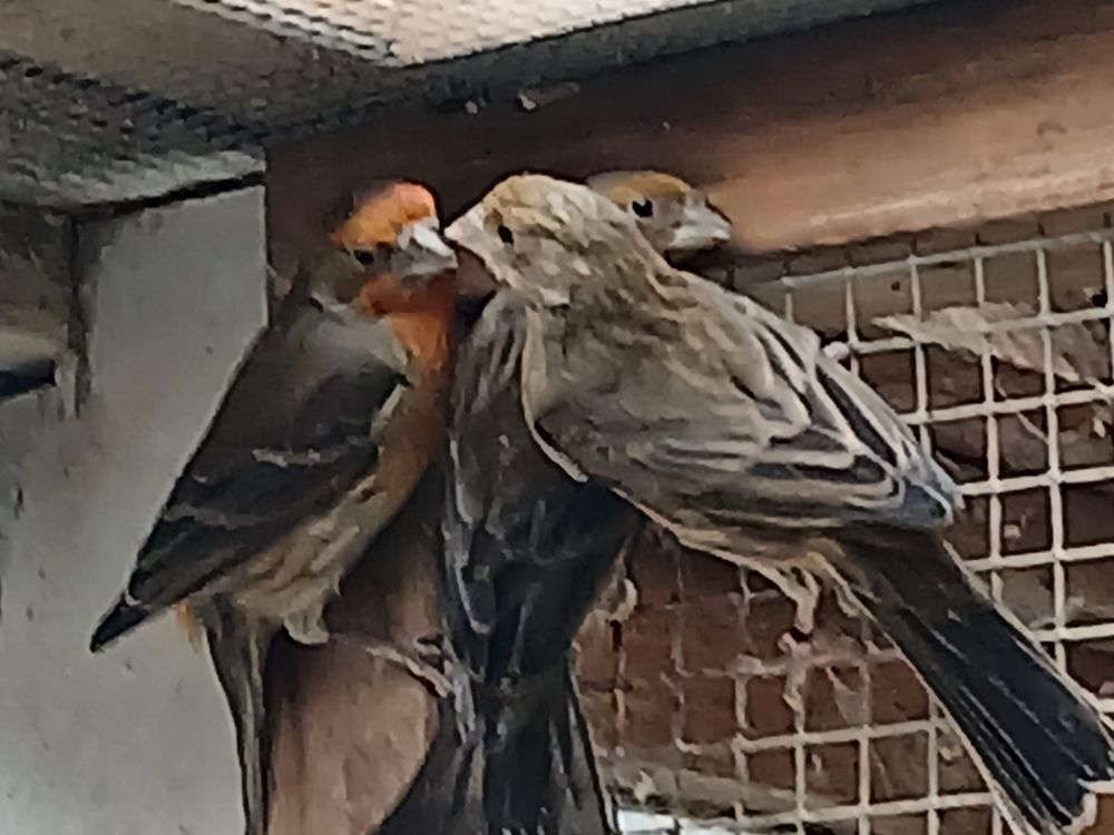   oiseau roselin  