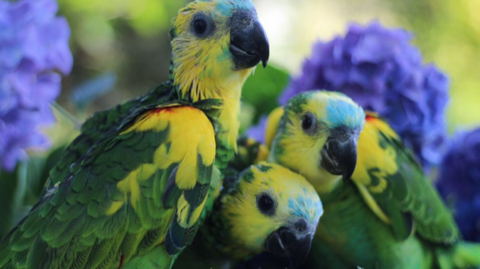 AMAZONE A FRONT BLEUE ELEVE A LA MAIN 1200 85300 Challans