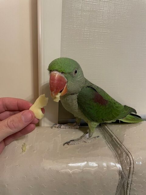 Grand Alexandre 480 27320 Droisy