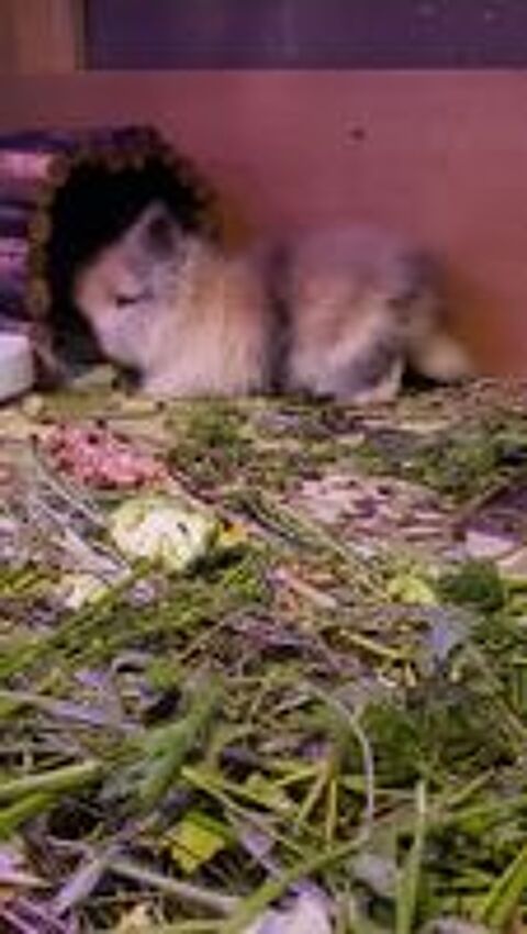   Bébé Lapin Nain Angora à Tête de Lion 