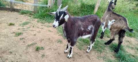 Jeune bouc des fossés entiers . 100 72800 Aubign-racan