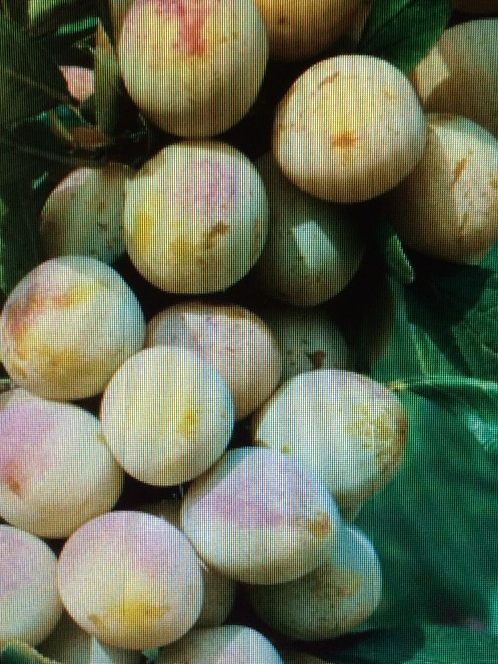 CONFITURE DE FIGUE- MIRABELLE - CERISE OU TOMATE VERTE BIO Cuisine