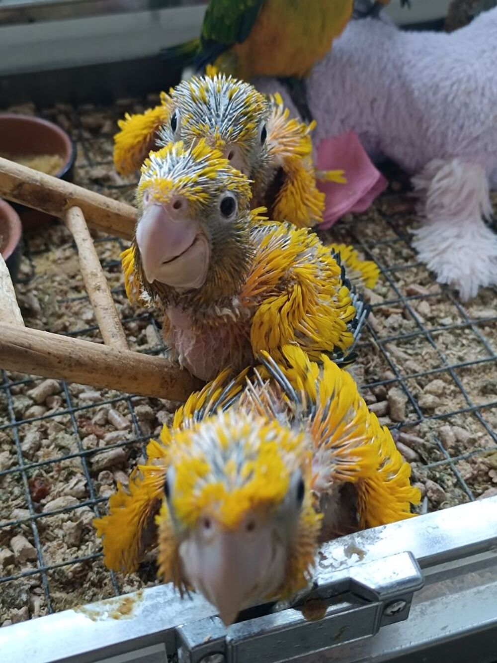   Capacitaire cède conures dorées 