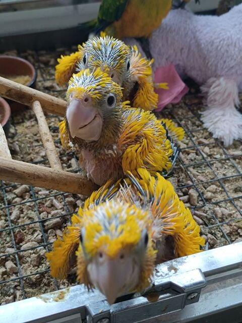 Capacitaire c&egrave;de conures dor&eacute;es 1300 79000 Niort