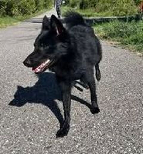   Chien SCHIPPERKE à l adoption 