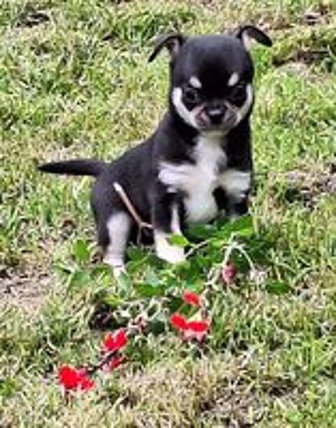   chiots chihuahua male et femelle non lof 