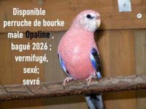   perruche de bourke male lutino 