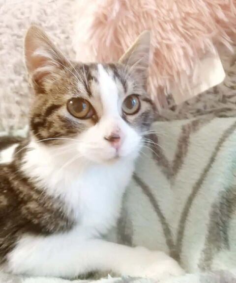 Angeline chaton femelle tres gentille cherche adoptants 140 11000 Carcassonne