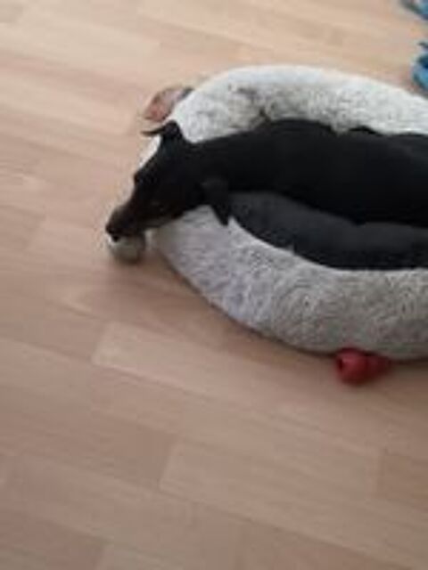   Pinscher 