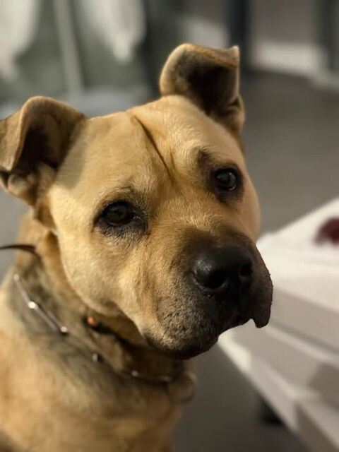 Chien ROX &agrave; l adoption 300 26270 Loriol-sur-dr�me