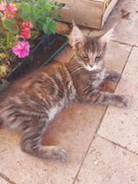   Chatons Maine COON 