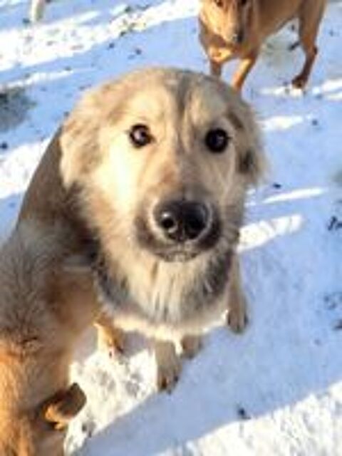   Goldy à l'adoption 