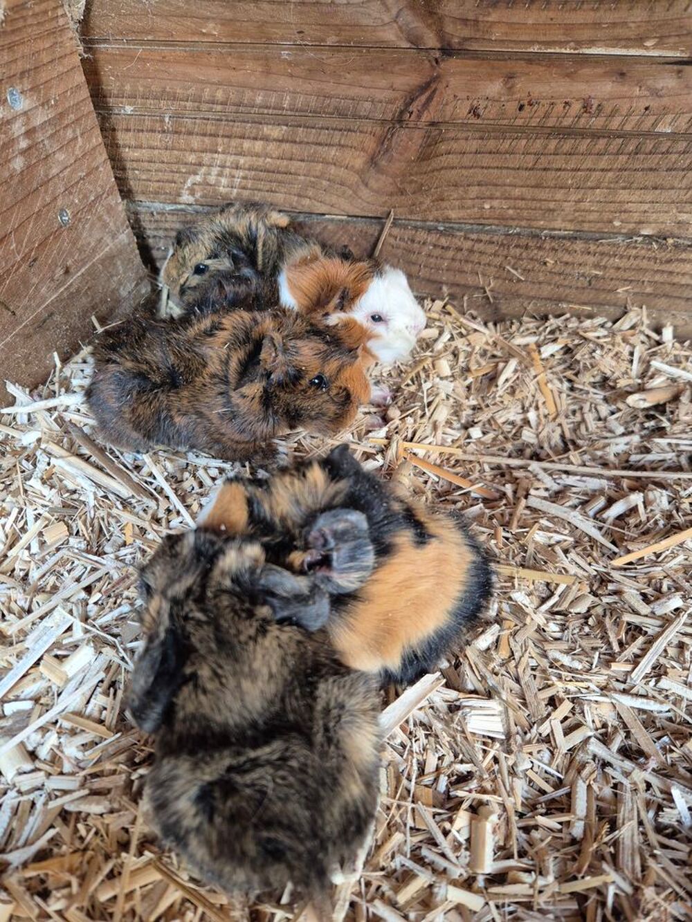   Bébés cochon d'Inde 