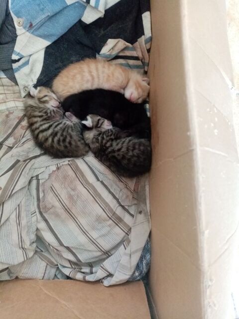 à donner 4 chatons   ; 0 17210 Chevanceaux