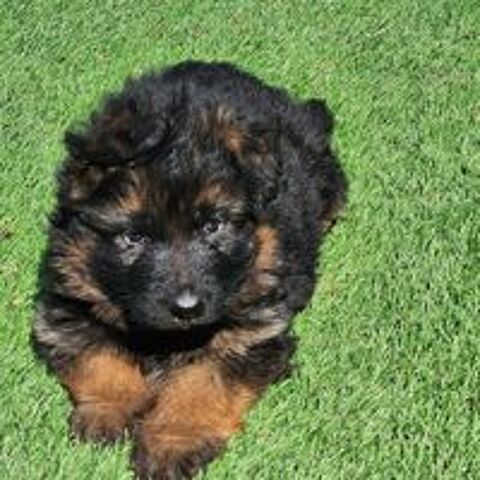  CHIOTS BERGER ALLEMAND LOF poils longs 