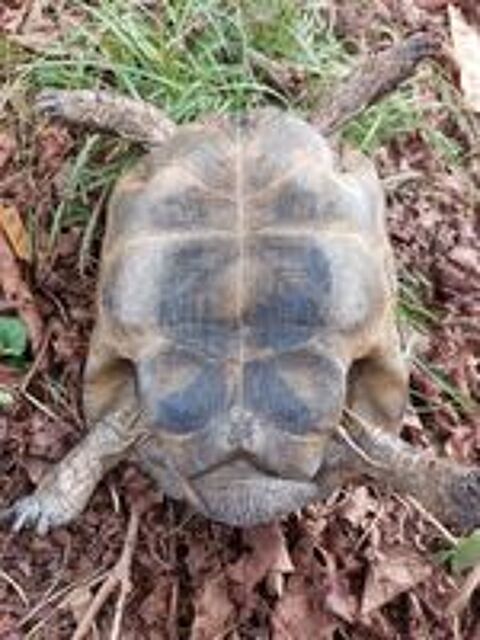   Tortue Graeca mâle adulte 