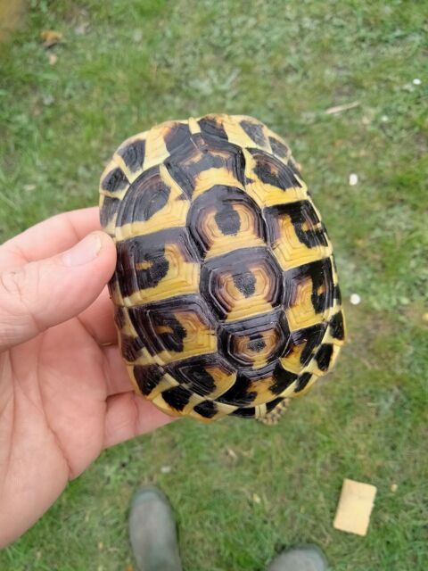 Tortue hermann 200 56220 Limerzel