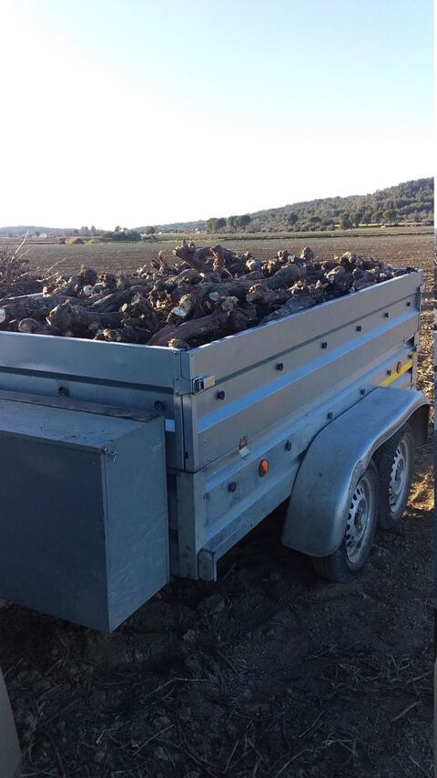 Souches de vigne 60 Calvisson (30)