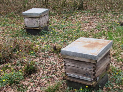 ruche dadant 10 cadres 180 36000 Ch�teauroux