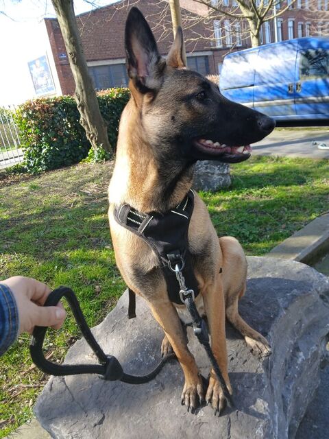 Malinois femelle 0 59000 Lille