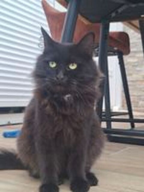   Petite chatonne à adopter  