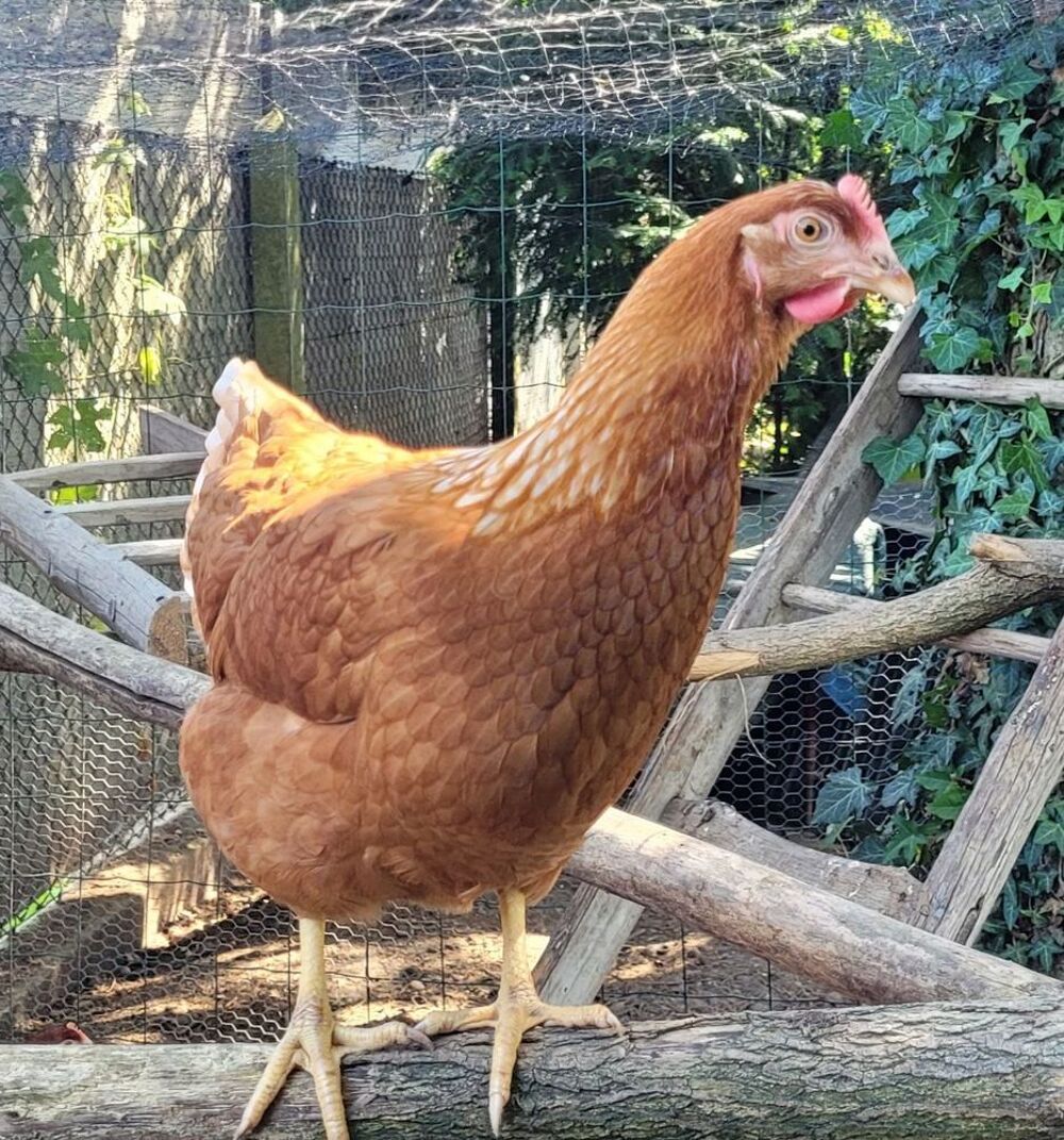   Jeunes poules pondeuses 