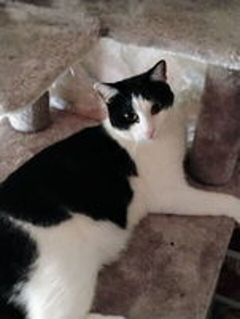   BAYARD CHAT NOIR & BLANC 3 ANS 
