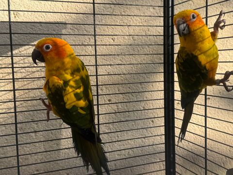 Magnifique Couple de Conure Soleil 450 28210 Villemeux-sur-eure