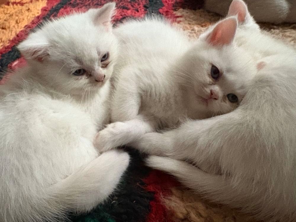 Chatons Jardin