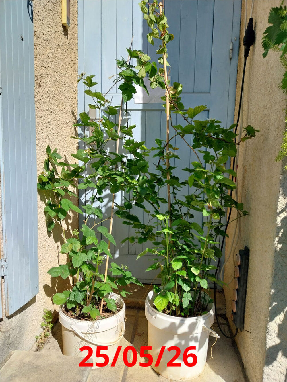 Figuier + Murier Jardin