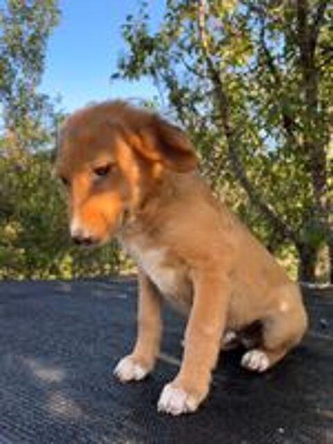   A L'ADOPTION LUI SE TROUVE EN REFUGE MACEDOINE DU NORD 