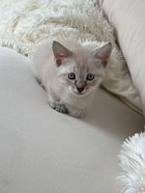  Chatons  