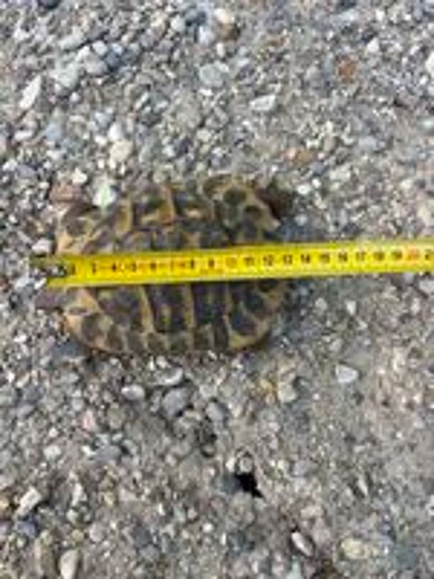   Tortue de terre 