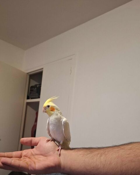 calopsitte 0 95400 Arnouville-l�s-gonesse