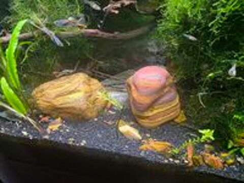   Guppys Endler et Discus  
