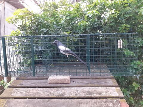 Cage pour capturer les Pies et les Corbeaux 60 63110 Beaumont