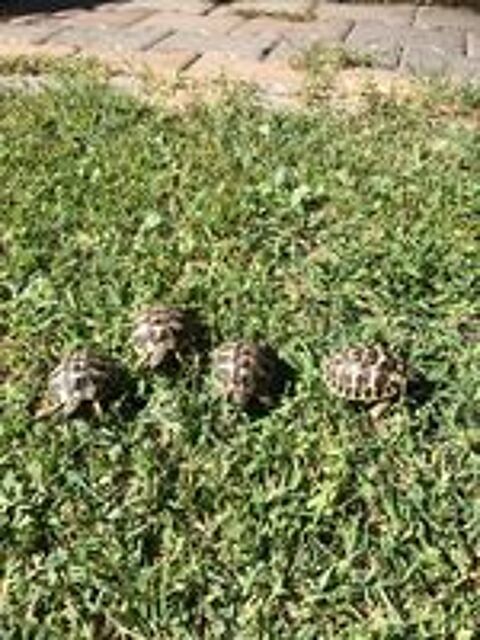   bébé tortue 