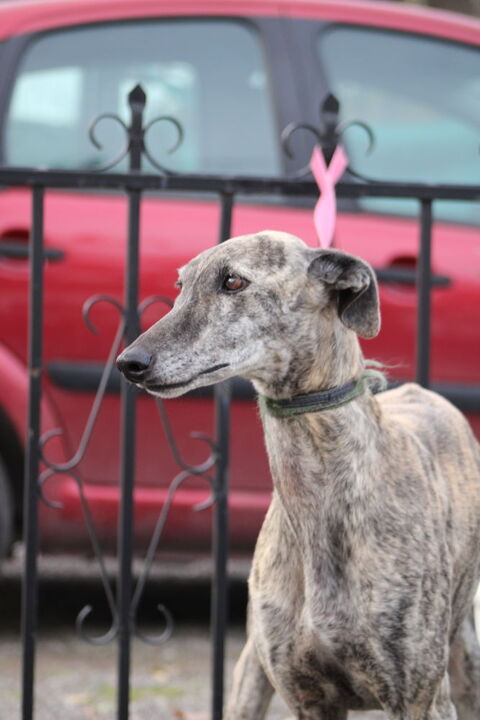 TIERRA &#129655;Son Regard Clair Cherche Enfin la Lumière d'un Foyer 315 24140 Douville