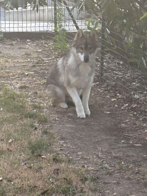 Donne Husky de Sib&eacute;rie 1an et demi 0 42400 Saint-chamond