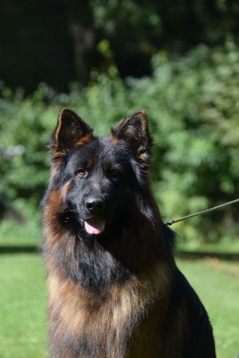 CHIOTS BERGER ALLEMAND LOF poils longs 1400 51370 Ormes