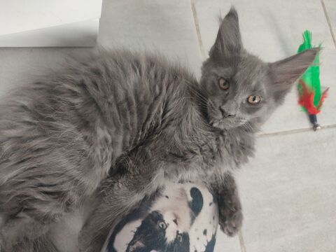 m&acirc;le bleu maine coon LOOF 1000 62940 Haillicourt