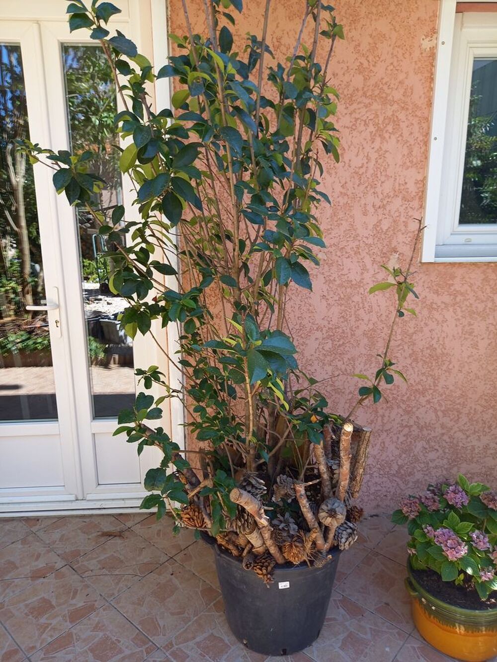 quatre arbustes de 240 CM achat r&eacute;cent Jardin