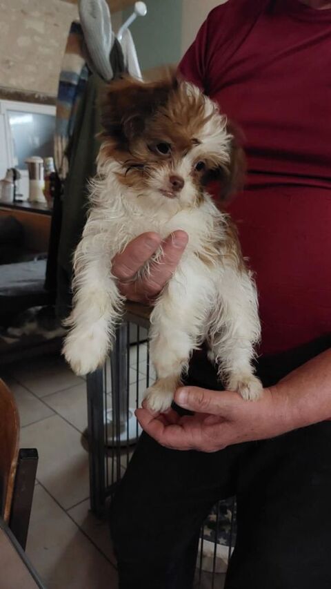 Chien, Chiot 750 86220 Les ormes