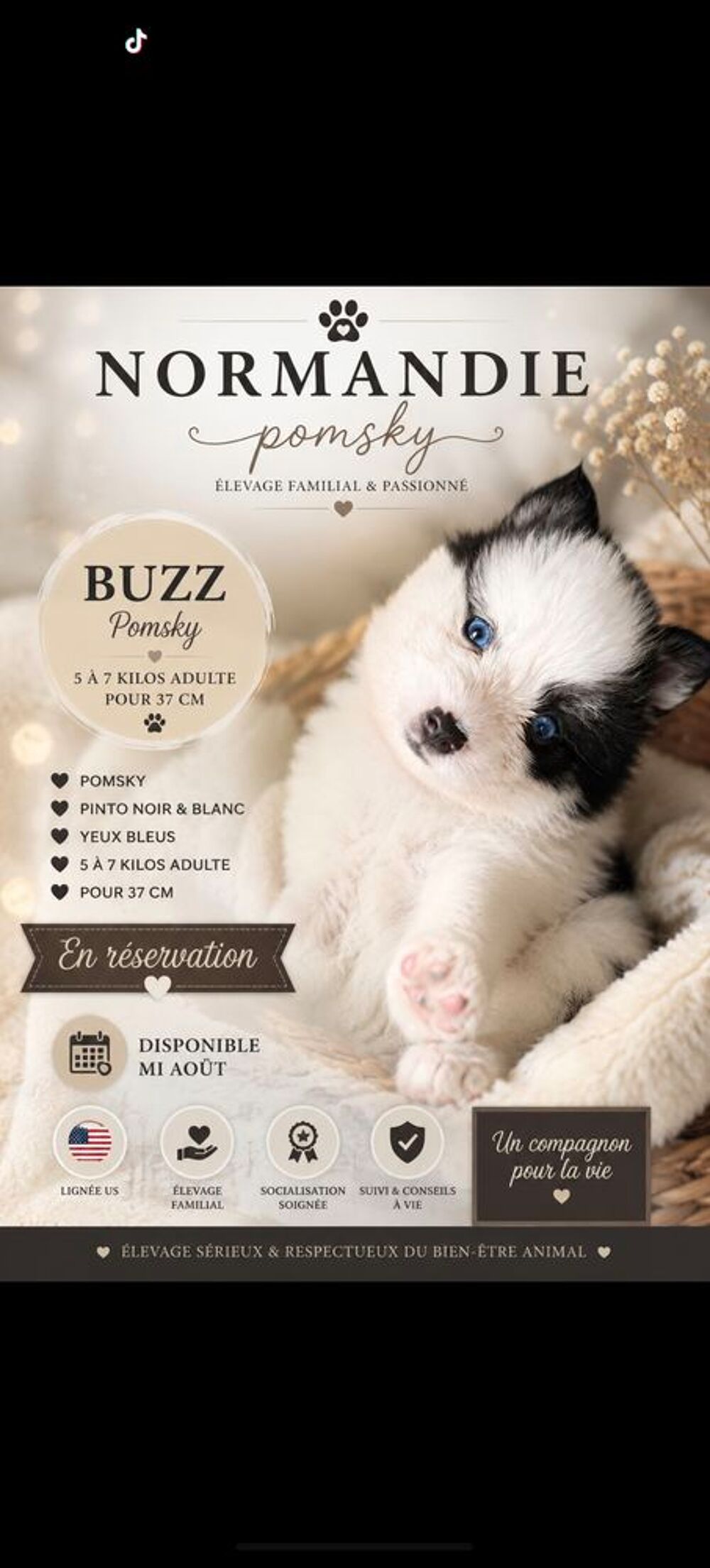   Pomsky f4plus mini femelle lignée russe/us 