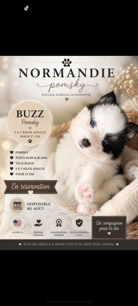 Pomsky f4plus mini femelle lign&eacute;e russe/us 1500 14370 Argences