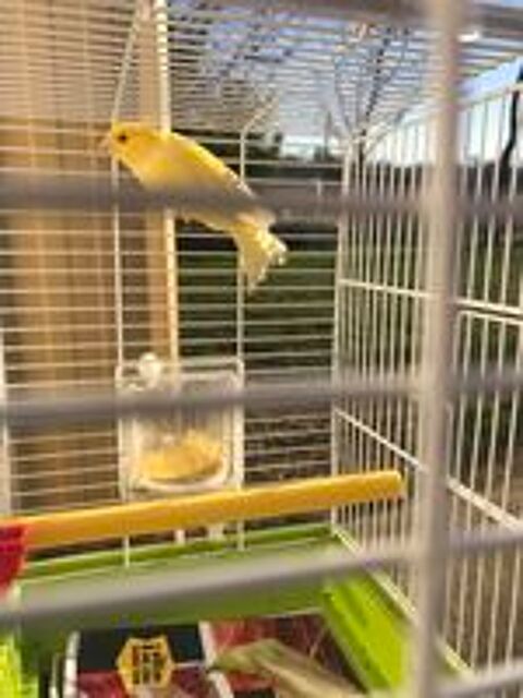  Canaris 